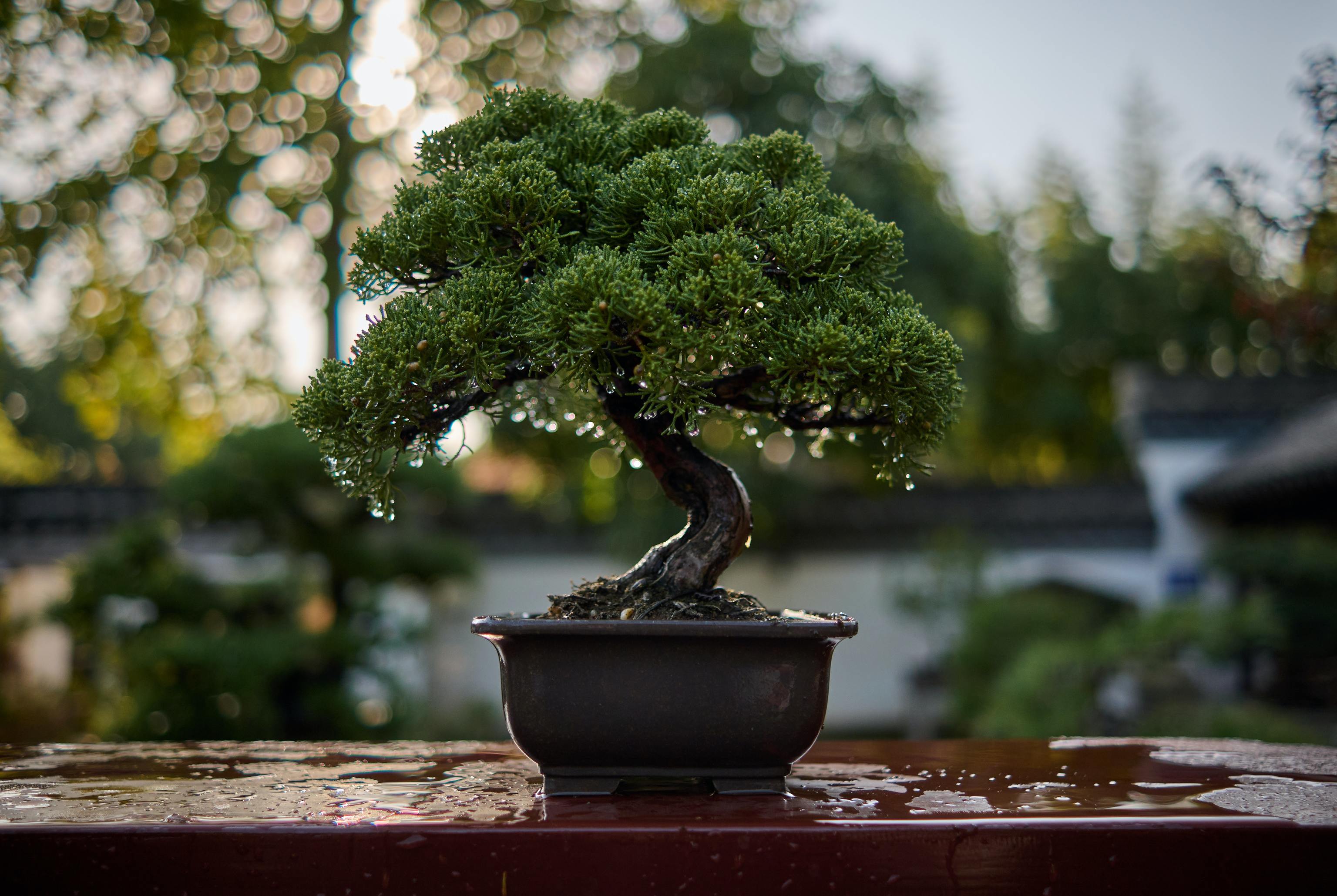 A Importância da Adubação e do Transplante na Vida do Seu Bonsai