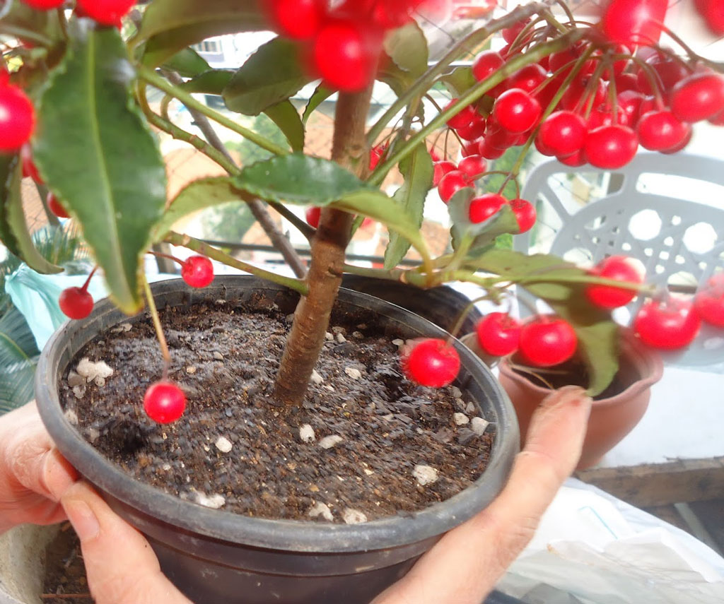 Diferenças entre muda de acerola por semente