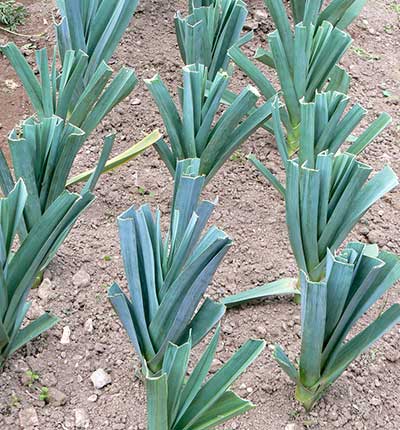 Guia completo de hidroponia para alho poró