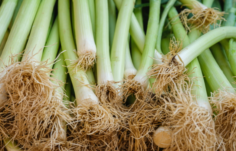 Guia completo de hidroponia para alho poró