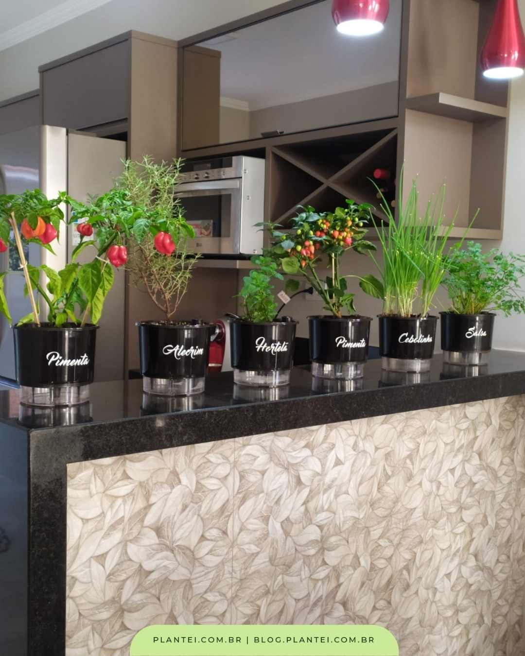 como cultivar cebolinha em apartamento