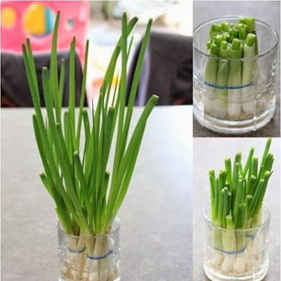 Guia completo de adubação orgânica para sua horta