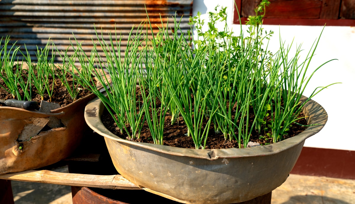 Dicas para colher cebolinha sem prejudicar a planta