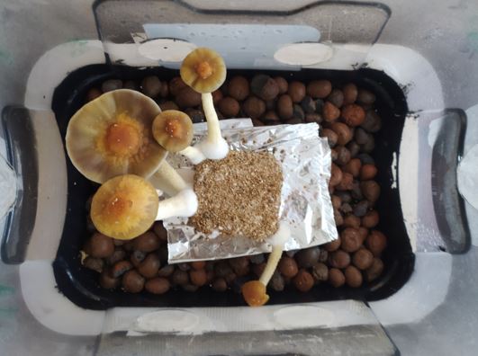 como cultivar cogumelos em casa