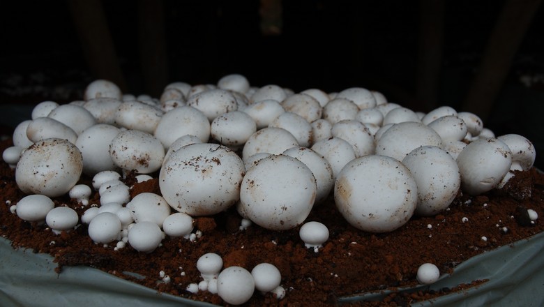 Guia Completo de Substratos para Cogumelos