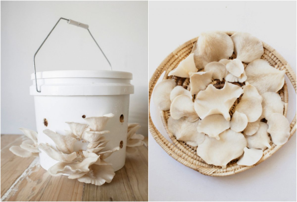 Os Melhores Kits de Cultivo de Cogumelos para Iniciantes