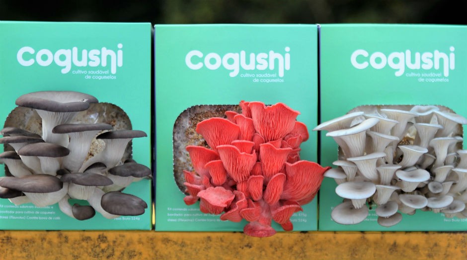 Receitas Deliciosas com Cogumelos Cultivados em Casa