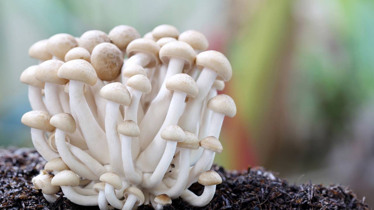 como cultivar cogumelos em casa