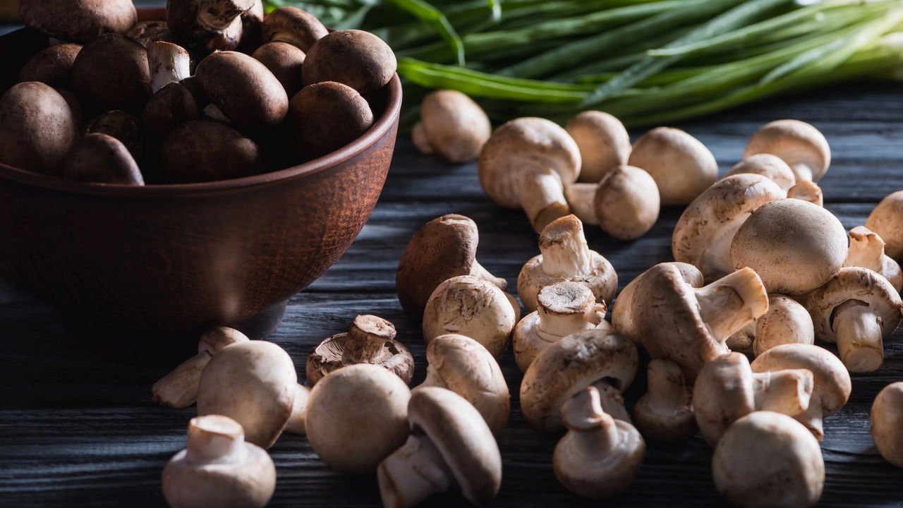 Os Melhores Kits de Cultivo de Cogumelos para Iniciantes