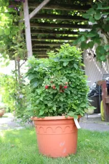 como cultivar framboesa em vaso