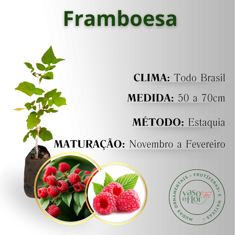 Receitas deliciosas com framboesas frescas