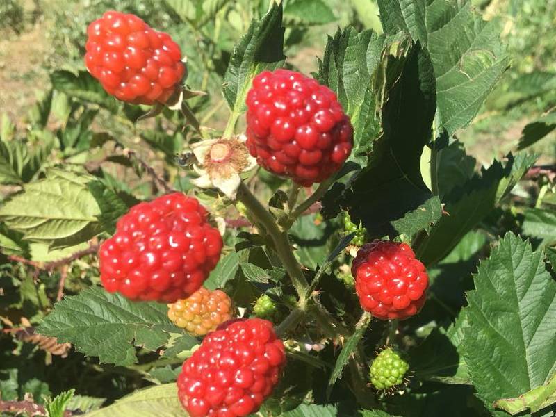 Poda correta para aumentar a produção de framboesas