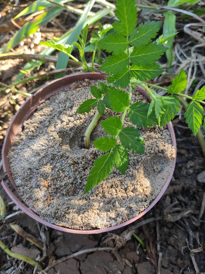 Melhores variedades de framboesa para vasos