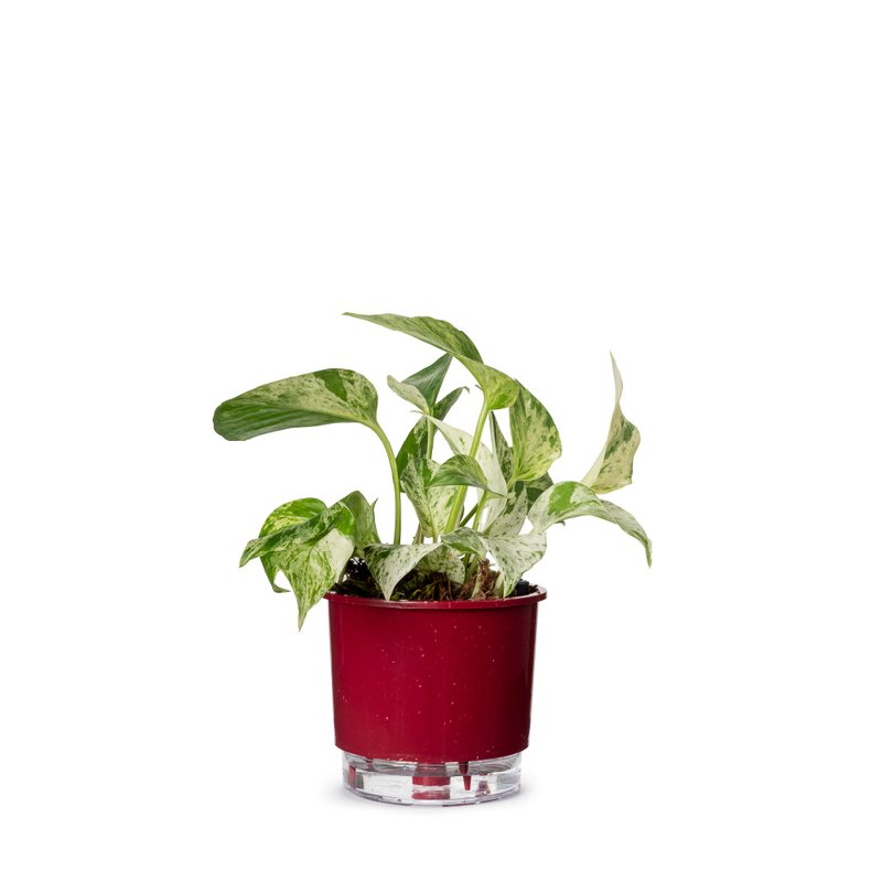 Como combater pragas em framboesas de vaso