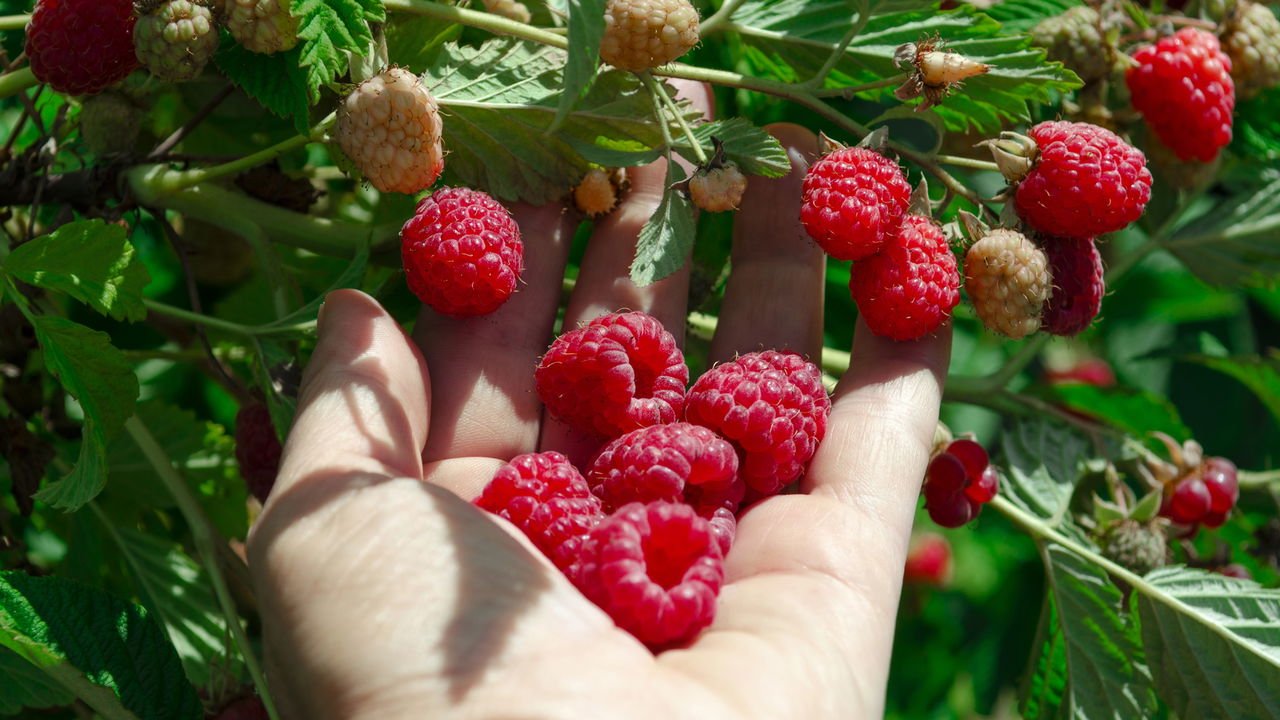 Guia Completo: Como Escolher o Vaso Ideal para Frutas Vermelhas; Os Segredos do Solo Perfeito para Mirtilos e Morangos; Calendário de Colheita: Quando Plantar e Colher suas Berries; Poda Estratégica: Maximizando a Produção de Framboesas e Amoras; Mitos e Verdades sobre o Cultivo de Frutas Vermelhas em Climas Quentes