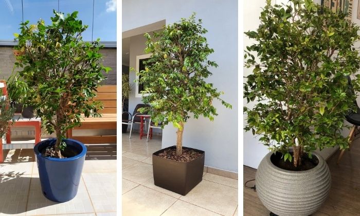 como cultivar jabuticaba híbrida