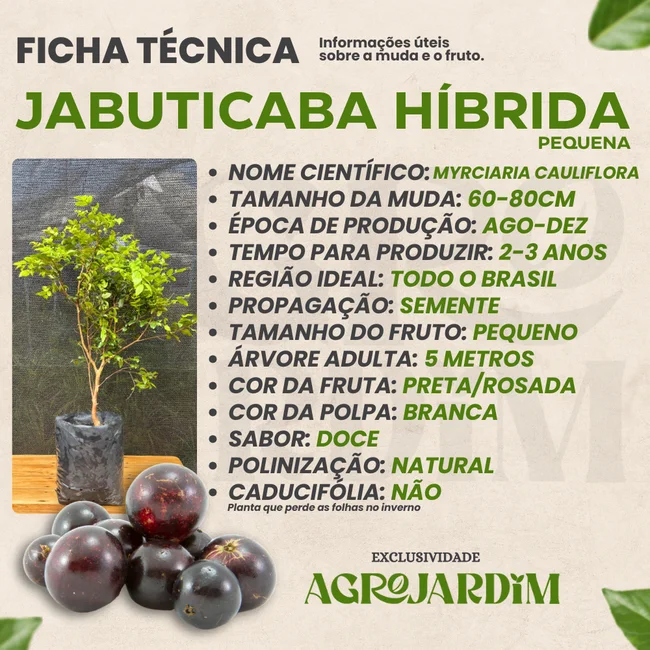 5 Mitos sobre o Cultivo de Jabuticaba Híbrida