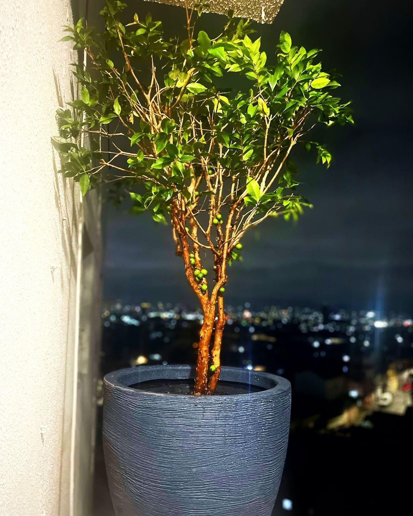 Os Benefícios da Jabuticaba Híbrida para a Saúde