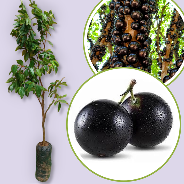 Receitas Deliciosas com Jabuticaba Fresca