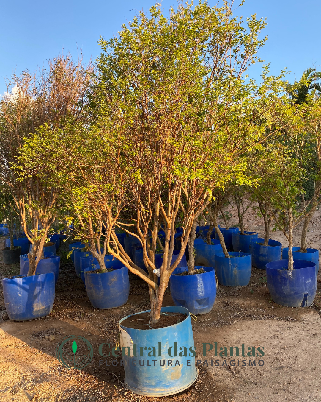 como cultivar jabuticaba híbrida