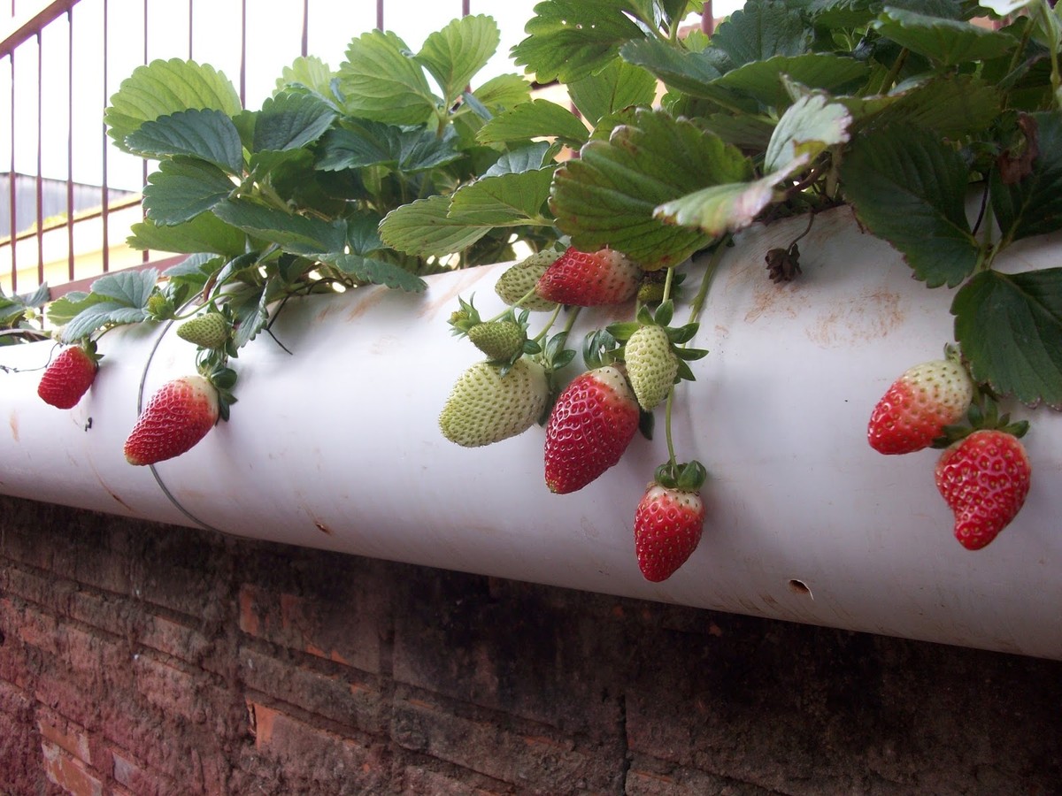 como cultivar morango em cano de pvc
