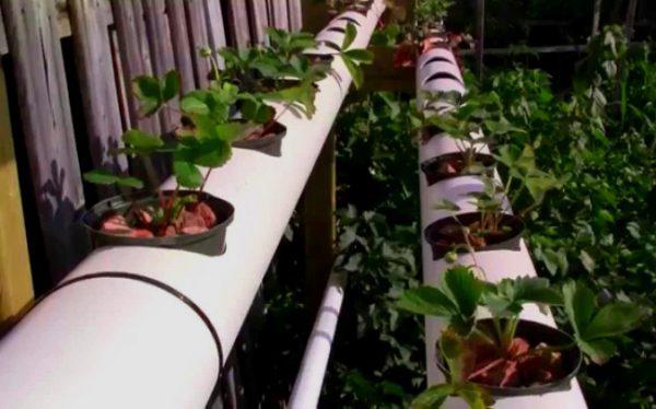 como cultivar morango em cano de pvc