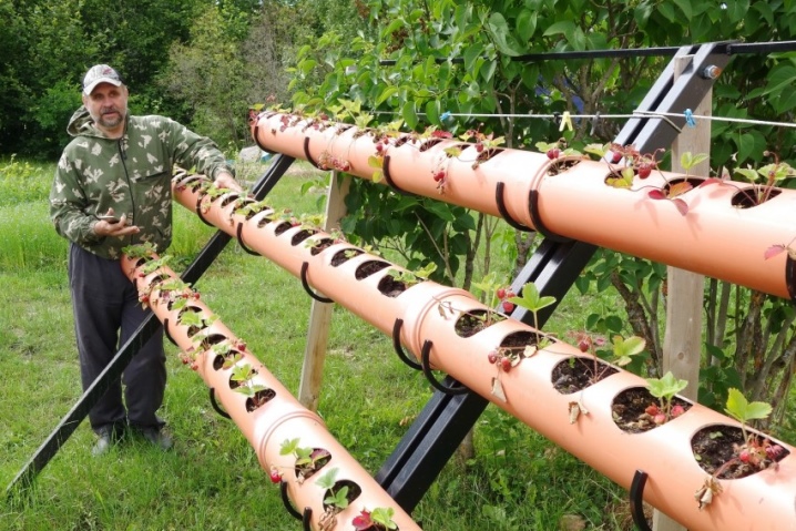 Guia Completo de Irrigação para Hortas Verticais de Morango