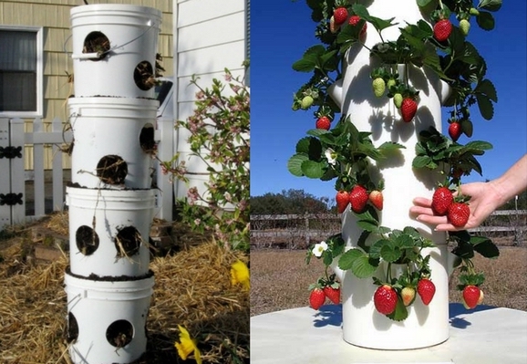Como Proteger Morangos em Cano de PVC de Pragas