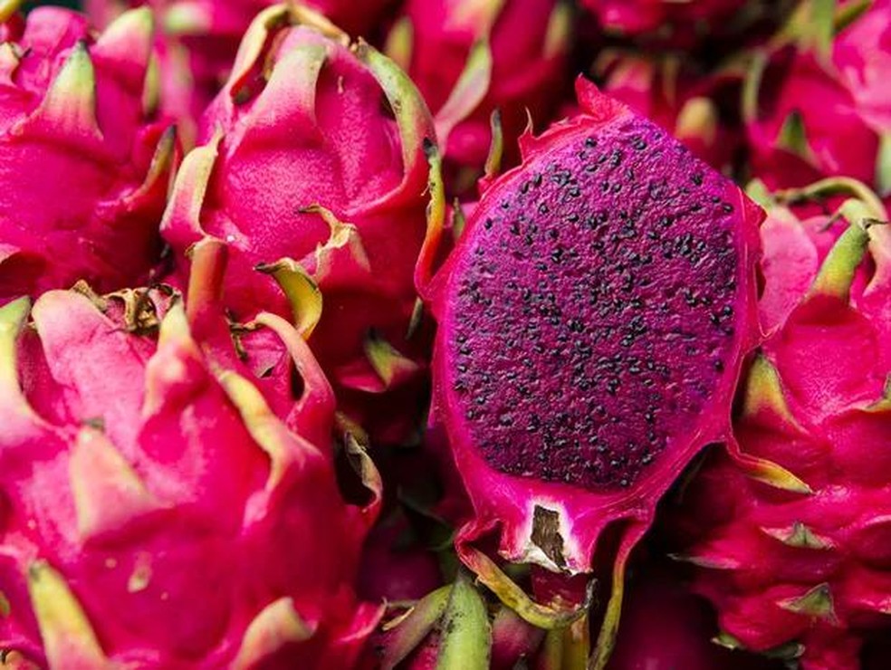 como cultivar pitaya vermelha