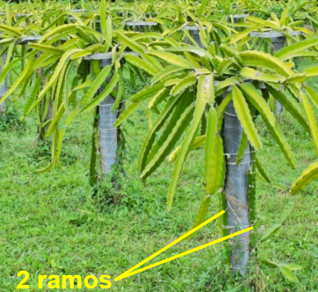 Como fazer a poda correta na pitaya para aumentar a produção