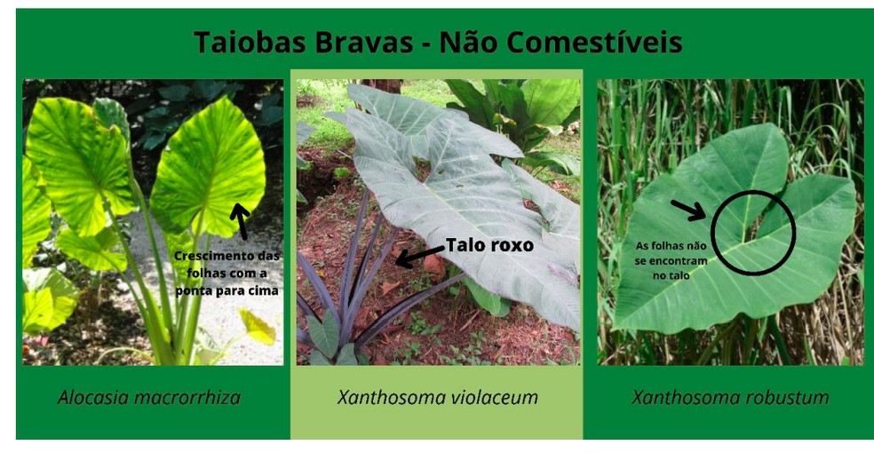 como diferenciar taioba mansa e brava