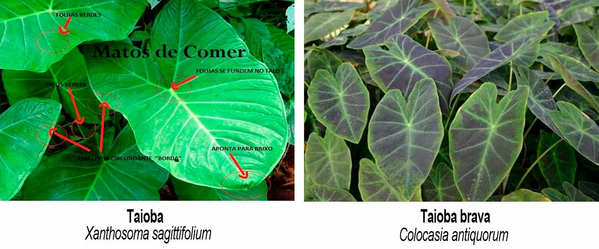 Receitas Deliciosas com Taioba Mansa: 5 Opções Fáceis