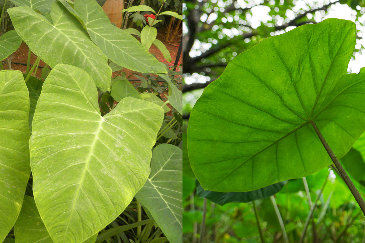 Como Cultivar Taioba em Casa: Guia Completo