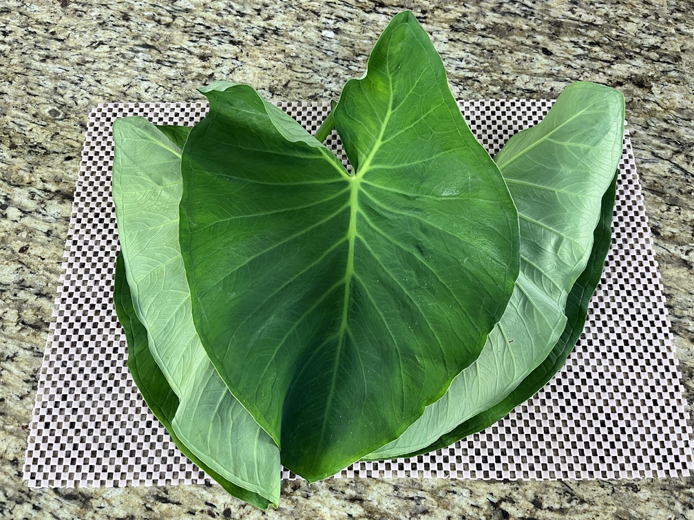 Os Perigos da Taioba Brava: Sintomas e Primeiros Socorros