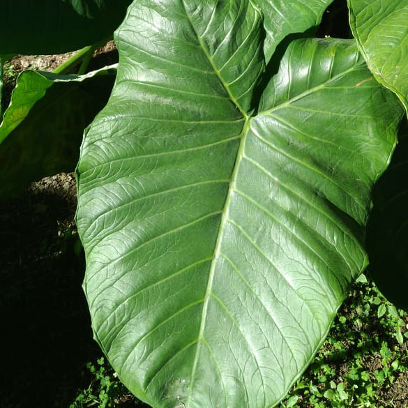 Benefícios Nutricionais da Taioba: Mais que Sabor