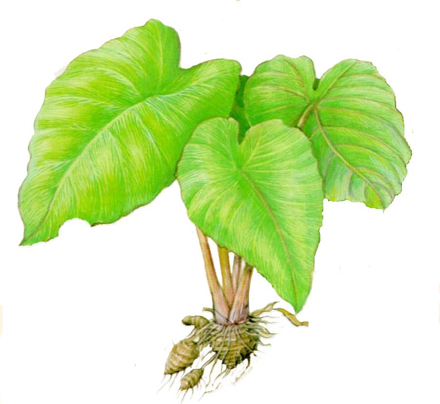 como diferenciar taioba mansa e brava