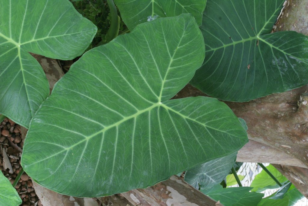 Como Cultivar Taioba em Casa: Guia Completo