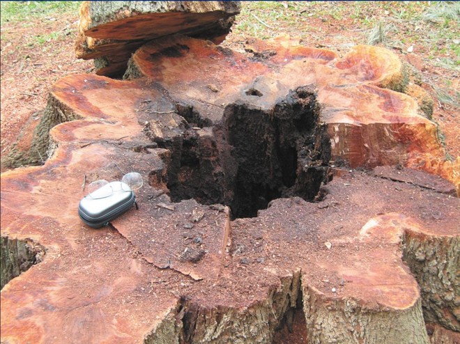 quais animais vivem dentro de arvores ocas