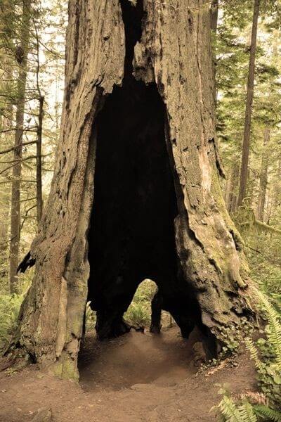 erros ao pensar que arvore oca esta morta