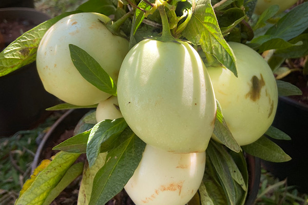 melão andino receitas fáceis