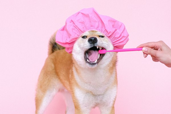 como escovar o dente do cachorro