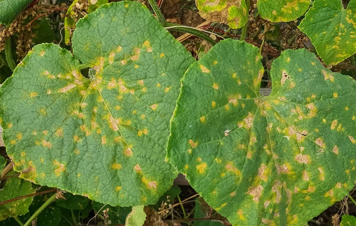 como evitar míldio na horta