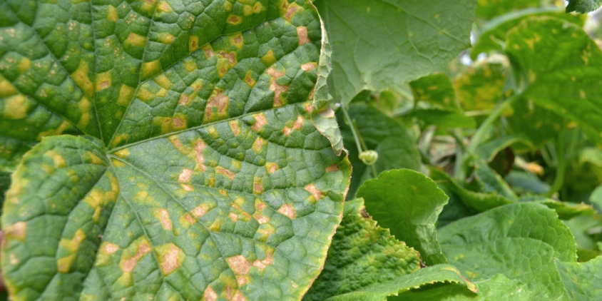 O Poder da Cavalinha: Fortalecendo suas Plantas Contra Fungos