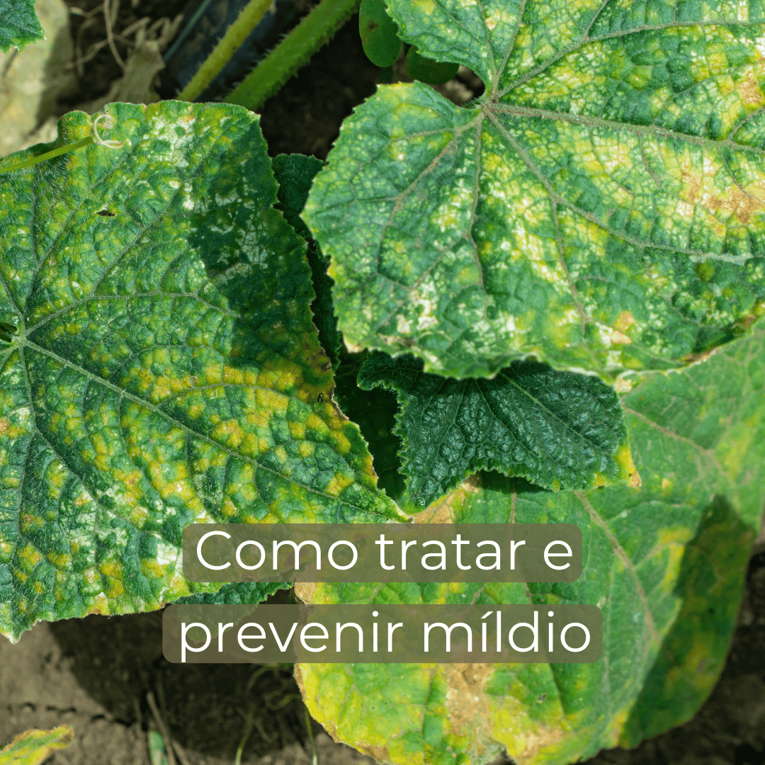 como evitar míldio na horta