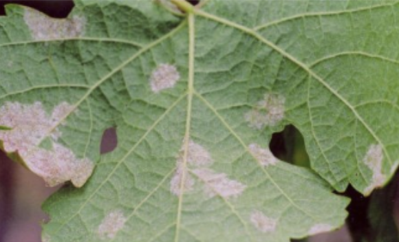 Como identificar Oídio vs Míldio: Guia Visual