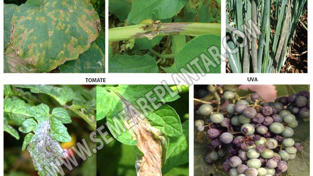 Receita Detalhada: Calda Bordalesa Caseira