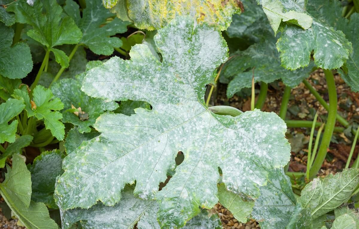 como evitar oídio na horta