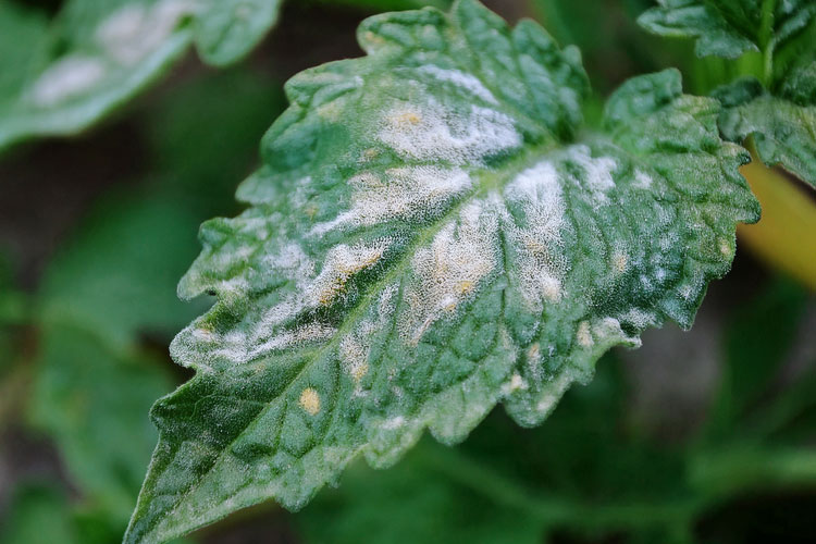 Como o Oídio Afeta Diferentes Culturas (Tomate