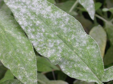Os Melhores Horários para Aplicar Tratamentos em Plantas