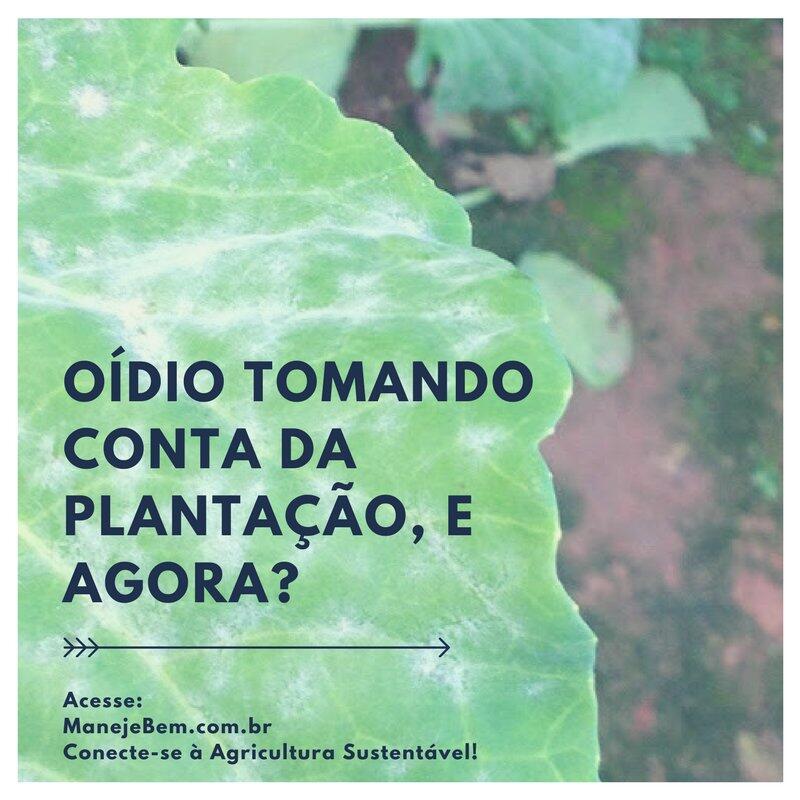 Manejo Preventivo: A Chave para uma Horta Livre de Oídio
